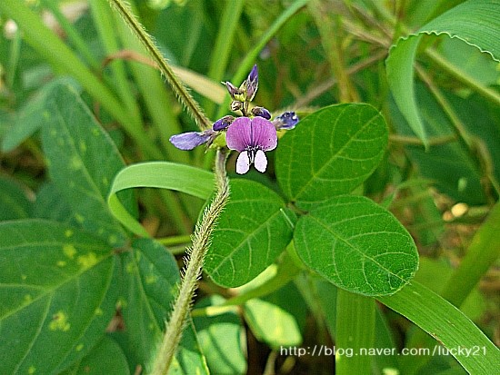 도루콘 탈모 앰플 닥터 팬토 판토닉스 헤어 토닉 솔직한 후기