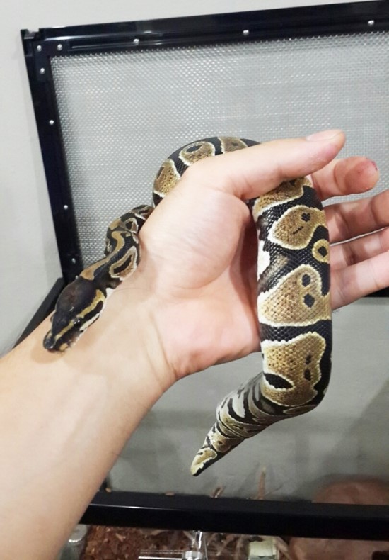  희귀동물 분양 받고 쑥쑥 잘 크는 중