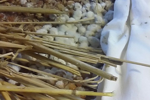 알콩푸드 이미지