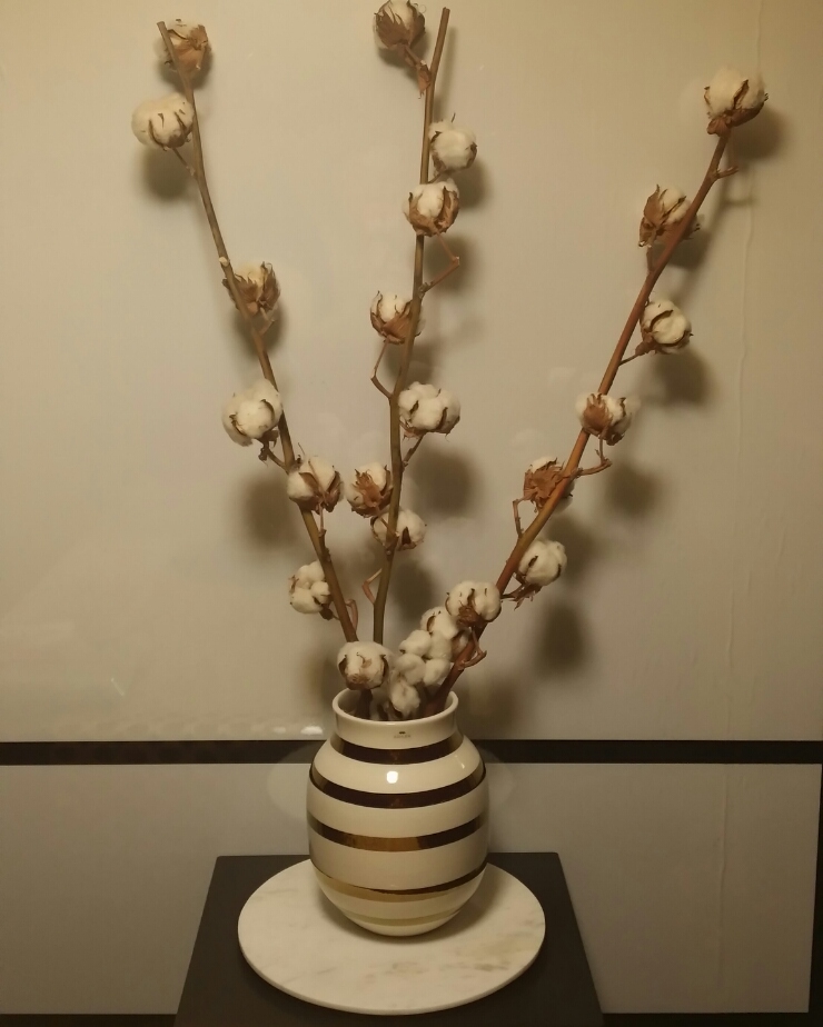  목화