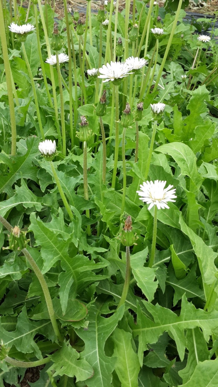 토종 흰 민들레 재배 모종 잘 자라고 2