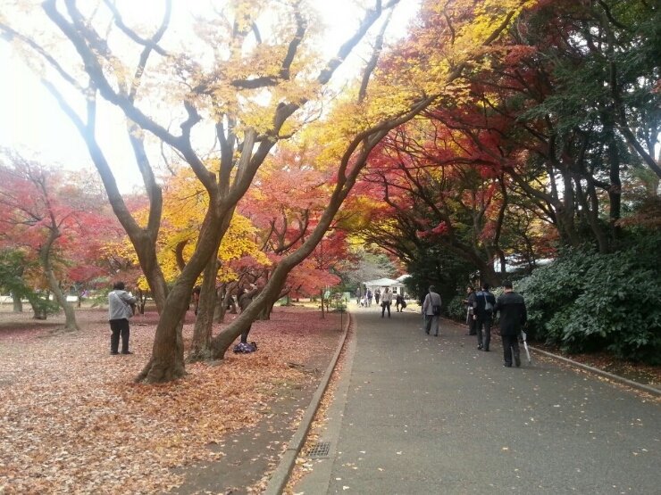 도쿄 정원 12월 단풍1