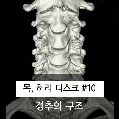  올바른 경추의 구조