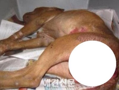 동물 매춘 심각한 현실... : 네이버 블로그