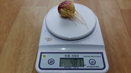 마카재배-2월 중순 마카 구근 중간 평가 마카재배-2월 중순 마카 구근 중간 평가
