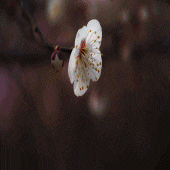  깜박이는 꽃(gif)