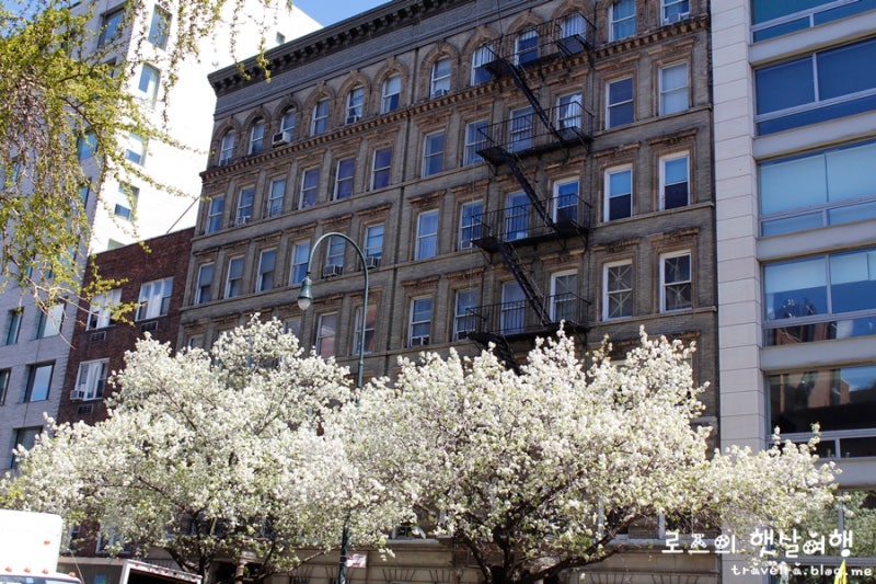 뉴욕 벚꽃 여행] 뉴욕의 4월 ♪ 뉴욕 벚꽃 시기 : 네이버 블로그