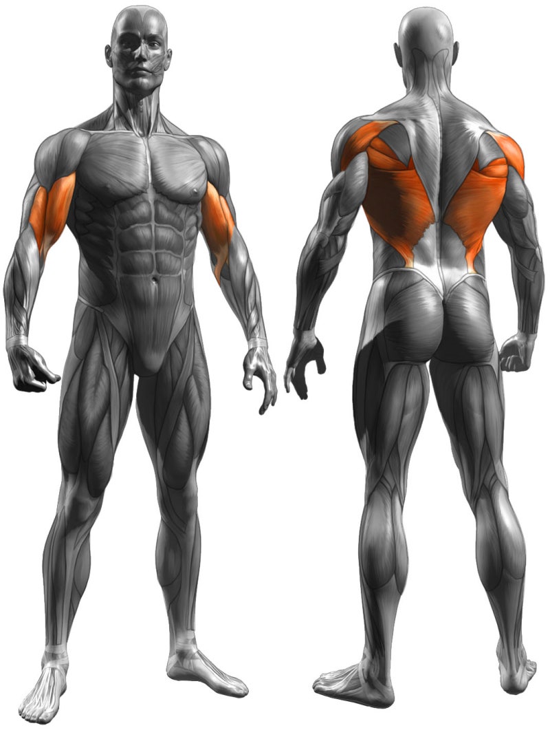 초보자도 쉽게 하는 등운동 랫 풀다운( Lat Pulldown) : 네이버 블로그