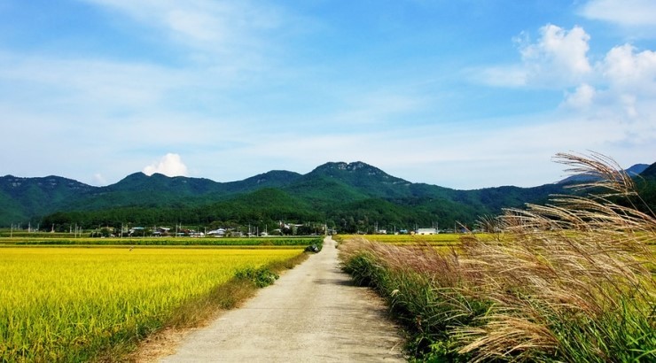 가을 농촌 사진 몇컷을 담아내 봅니다. 가을 농촌 사진 몇컷을 담아내 봅니다.