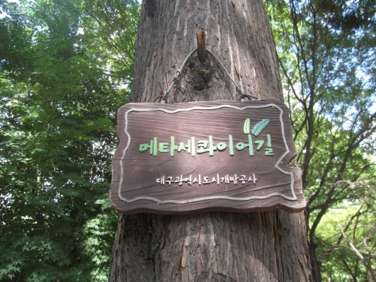 다녀온 대구 메타세콰이어길 메타세콰이어 숲길 다녀온 대구 메타세콰이어길 메타세콰이어 숲길