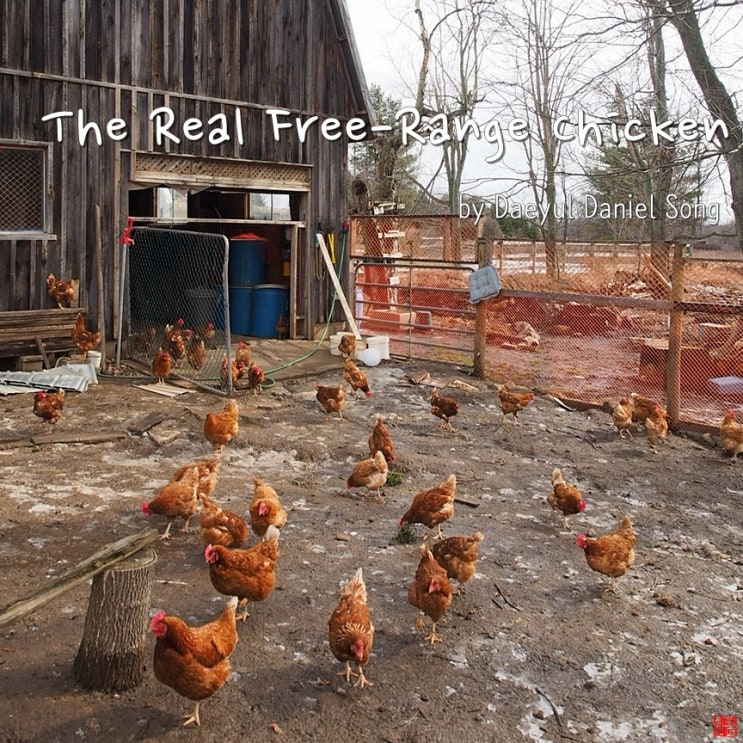  [Hug A Farmer]The Real Free-Range Chicken Breeding Farm