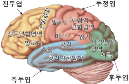 뇌 후면도