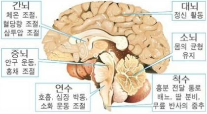 인간의 뇌 부분 및 기능 다이어그램