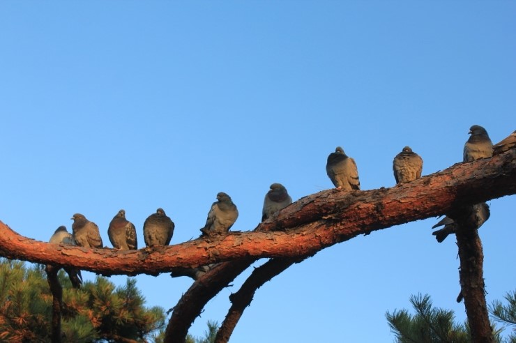 소나무 가지위의 비둘기