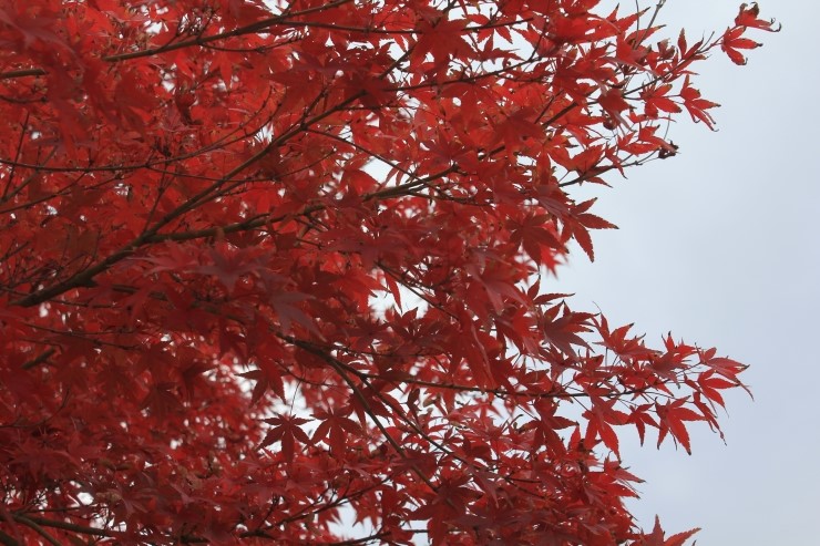 대구 팔공산 파계사의 가을 정취