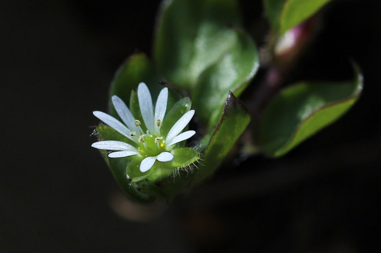  별꽃 4종 보기