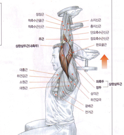 오버헤드 덤벨 트라이셉스 익스텐션 / 삼두근(장두) 키우기 운동 / 초보 헬스 삼두 운동 : 네이버 블로그