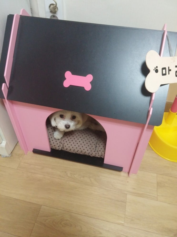  강아지 입양 준비물