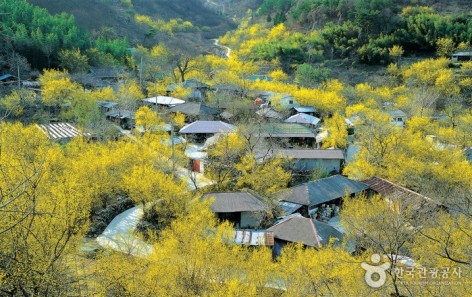 봄꽃향기 가득한 2016 구례 산수유꽃축제 안내 봄꽃향기 가득한 2016 구례 산수유꽃축제 안내