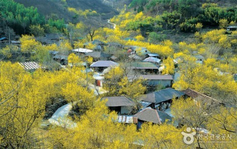 봄꽃향기 가득한 2016 구례 산수유꽃축제 안내