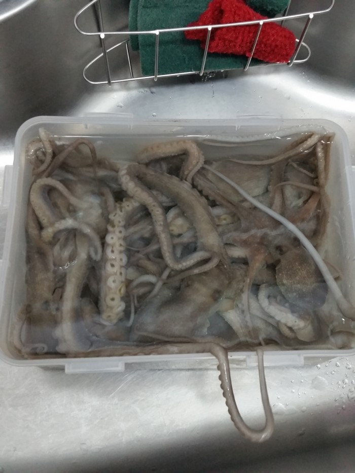  선재도 낙지잡이
