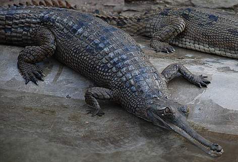 가비알 & 말레이가비알(false gharial) : 네이버 블로그
