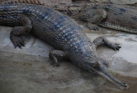 가비알 & 말레이가비알(False Gharial) : 네이버 블로그