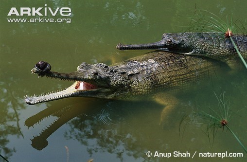 가비알 & 말레이가비알(false gharial) : 네이버 블로그