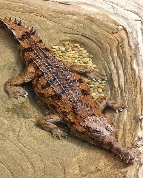 가비알 & 말레이가비알(False Gharial) : 네이버 블로그