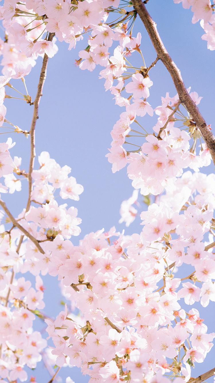 봄 느낌 물씬나는 벚꽃 배경화면 고화질 ♥ : 네이버 블로그