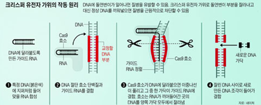 크리스퍼 Crispr Cas9 에 대하여 네이버 블로그