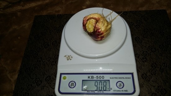 마카재배-3월 세번째 주 마카재배-3월 세번째 주