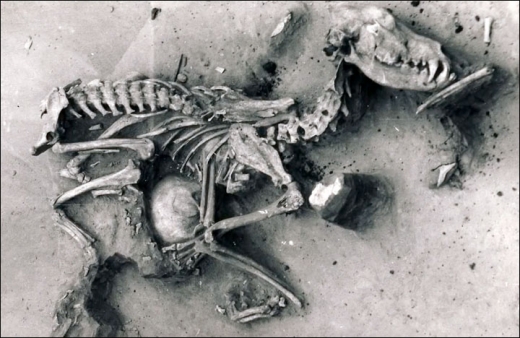 8000년 전 치른 개의 장례는 인간처럼 엄숙했다.(연구)