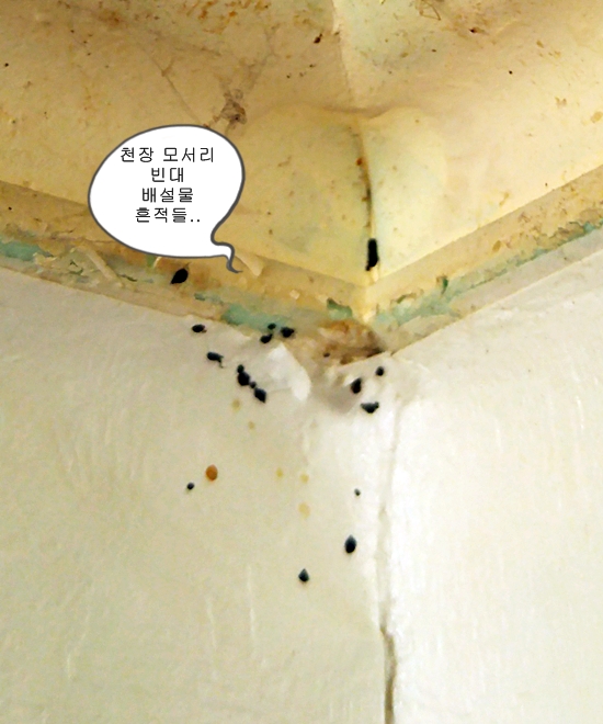   오늘은 빈대퇴치훈증방역에 대해서 알아 보아요~빈대퇴치전문방역업체더센방역 수원방역업체,용인방역업체