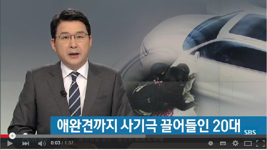 차에 치인 애완견 '안락사'…기막힌 보험 사기 / SBS뉴스
