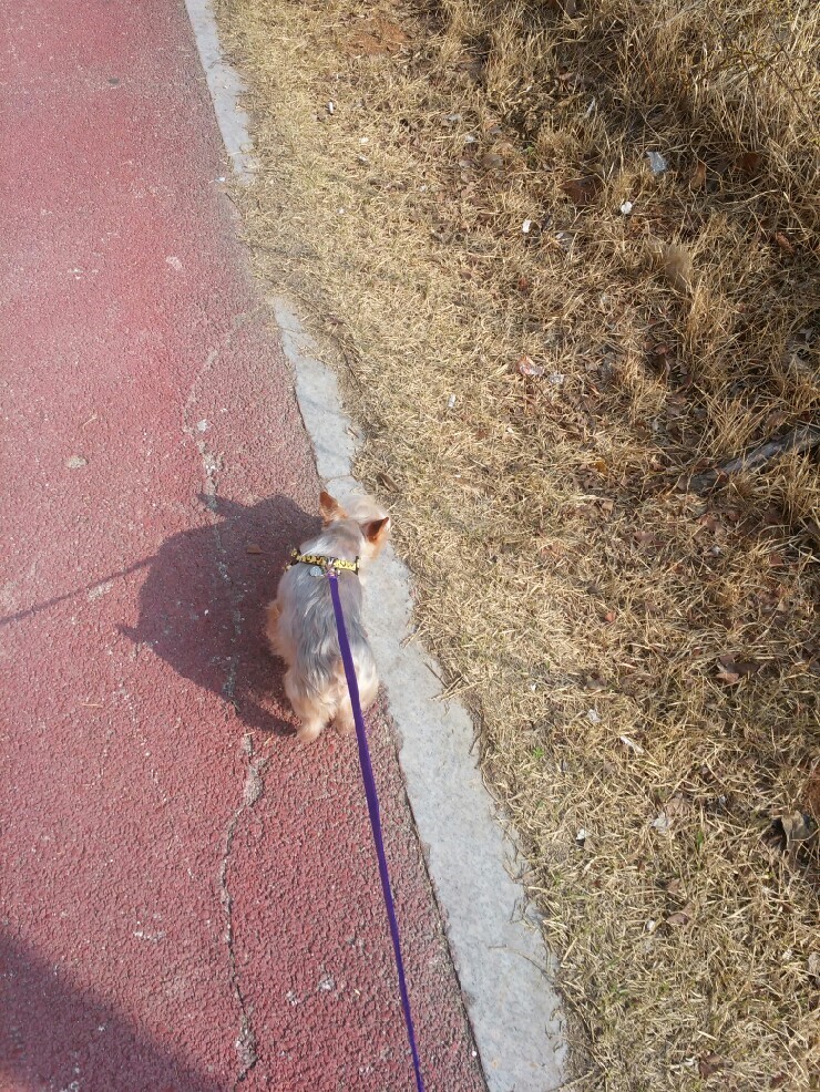 봄맞이 산책 봄맞이 산책