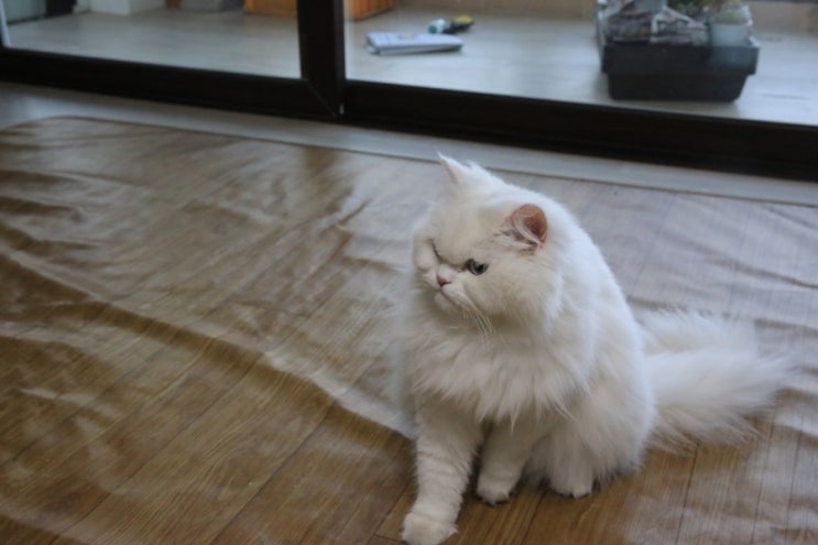  고양이 발정 증상 포쿠에게도 그날이 왔습니다. 