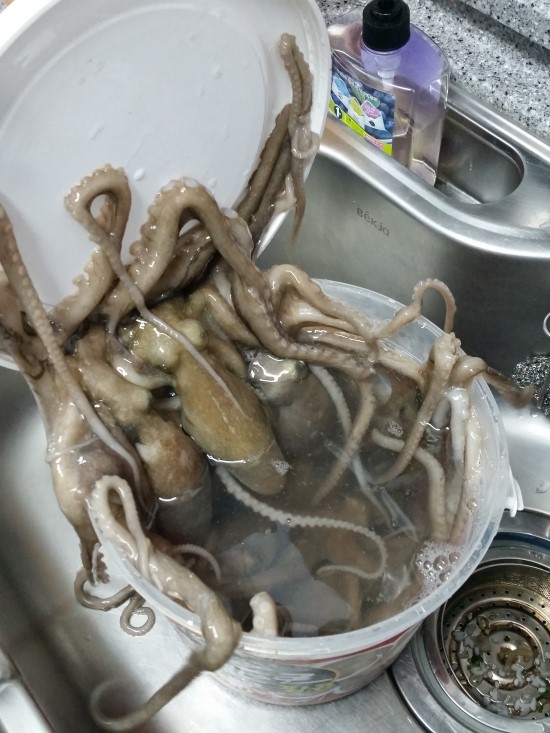  선재 낙지 해루질