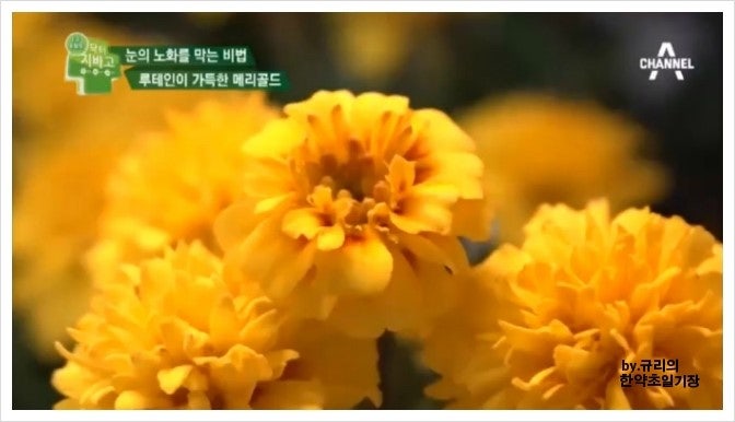 메리골드차 메리골드 효능 : 네이버 블로그 메리골드차 메리골드 효능 : 네이버 블로그