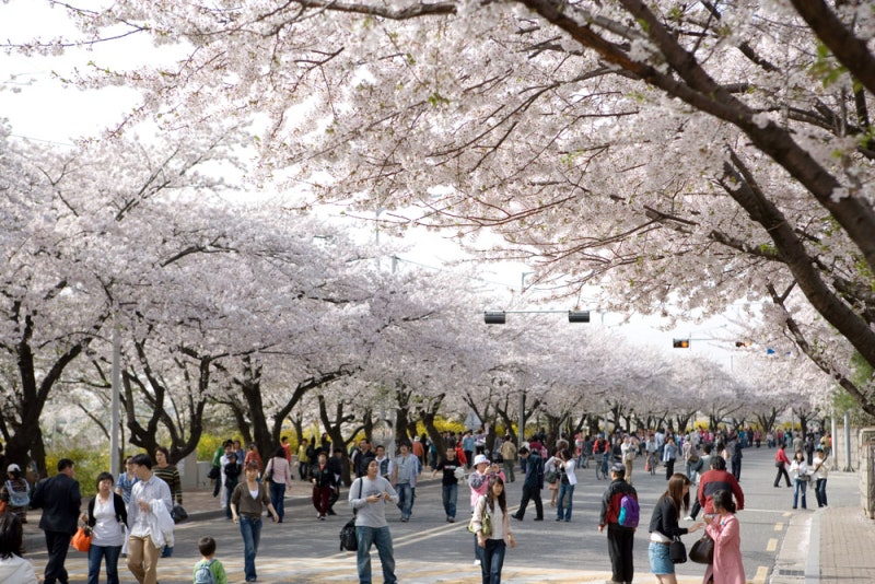 여의도 벚꽃축제 : 위치, 일정 및 주차정보 : 네이버 블로그