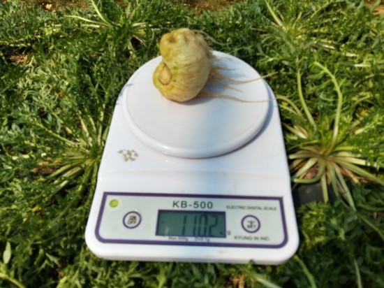 마카재배-마카 100g을 넘어 마카재배-마카 100g을 넘어