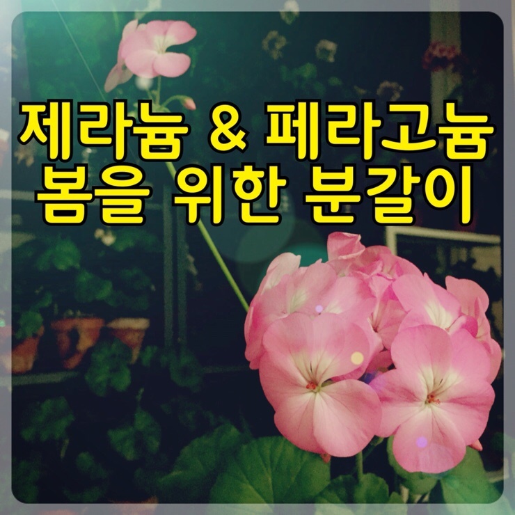  제라늄& 페라고늄 분갈이, 베란다 정리