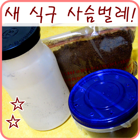  종뉴님으로부터 분양받은 넓적사슴벌레 1령 유충이에요~>.<//