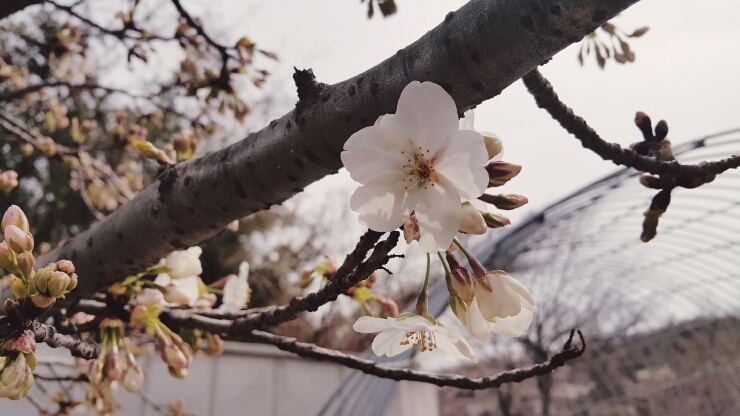  벚꽃 시작