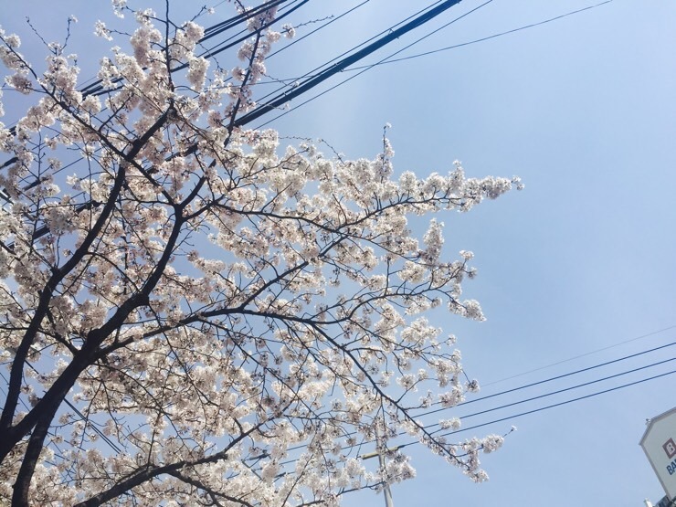 부산에 진짜 봄이 왔어요~ 벚꽃이 활짝!!