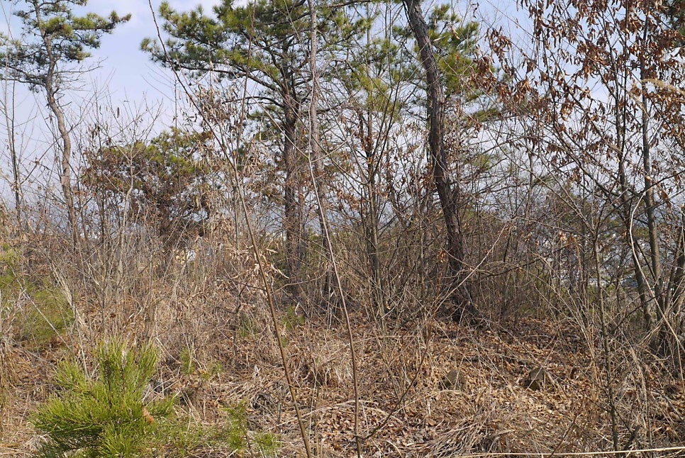 광대골산 사진 6