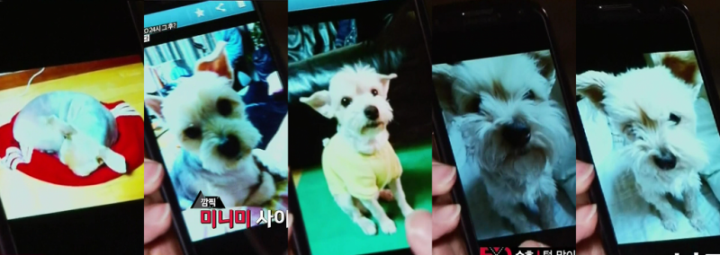 EXO Members Show Affection for Dogs and Animal Welfare