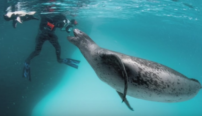 네셔널 지오그래픽 바다표범에게 보살핌을 받은 인간 : 네이버 블로그