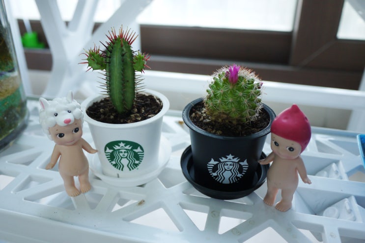 스타벅스 푸딩 화분 만들기 :D 스타벅스 푸딩 화분 만들기 :D