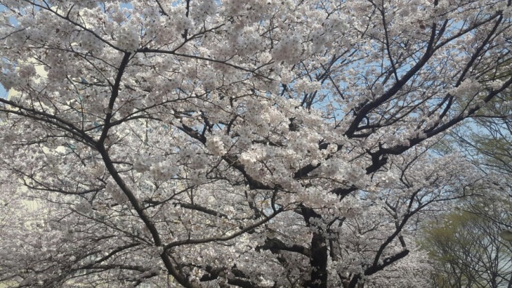  따스한 봄날, 동네 벚꽃길 ^^
